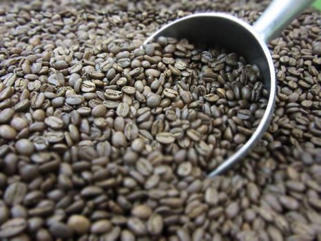 Daily Ritual Signature 100% Arabica Coffee